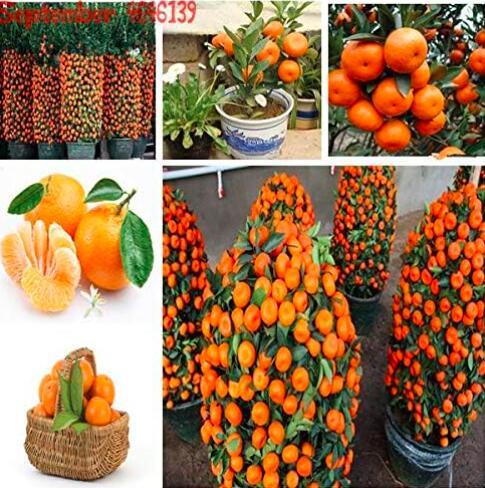 Mandarin Orange Edible Fruit Tree Seeds