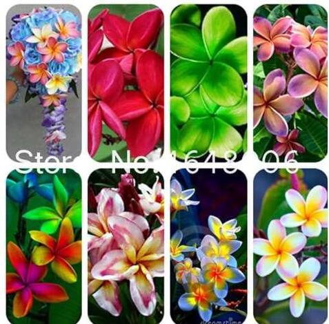 Garden Plumeria Seed Frangipani Mixed Color Egg Flower Rubra Flower Decoration Romance Seed Plant Home Garden - (Color: mixed)