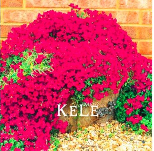 Rock CressBright Red Rock Cress FLOWER Seed/Evergreen Perennial/Deer Resistant