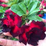 Desert Rose Rare Adenium Obesum (Color 13)