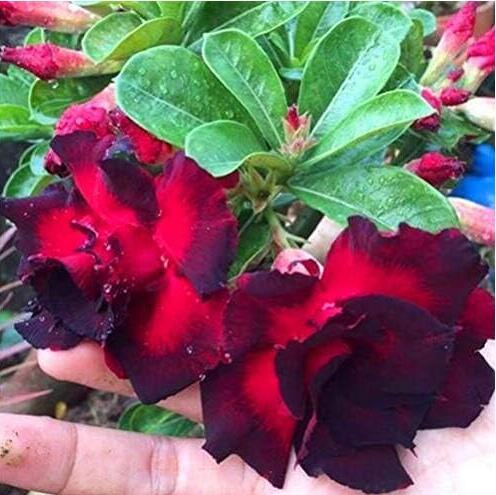 Desert Rose Rare Adenium Obesum (Color 13)