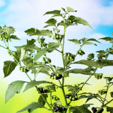 Black Nightshade Plant (Solanum nigrum) – Edible Berries, Traditional Medicine, and Ornamental Herb