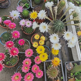 Echinopsis Cactus Seeds Mixed, Easy-Care Large Bloom, Indoor & Balcony Decor, Year-Round Flowering Greenery