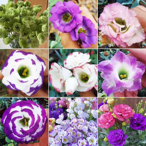 Mixed Eustoma (Lisianthus) Seeds – High Germination Rate