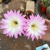 Echinopsis Cactus Seeds Mixed, Easy-Care Large Bloom, Indoor & Balcony Decor, Year-Round Flowering Greenery