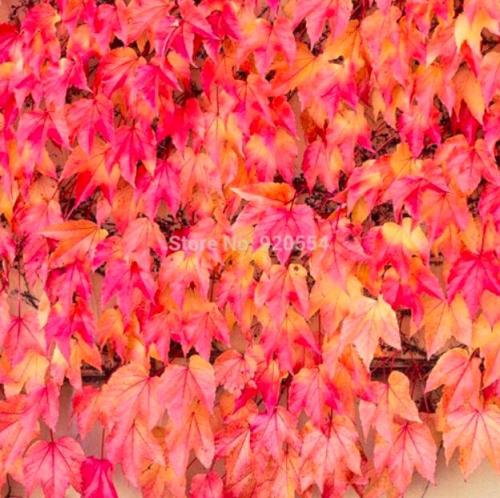 Red Ivy, Parthenocissus quinquefolia,Virginia Creeper Garden - Potted