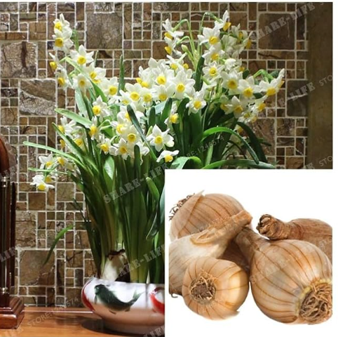 White and Yellow Narcissus Bulbs Daffodil Bulb