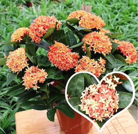 Colorful Ixora Chinensis Seed Plant Flower Seed Perennial Bougainvillea Seed Beautiful Your Garden Potted
