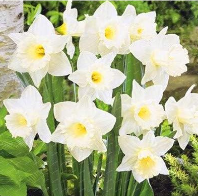 Narcissus Flower Daffodil Seed Absorption Radiation - (Color: White)