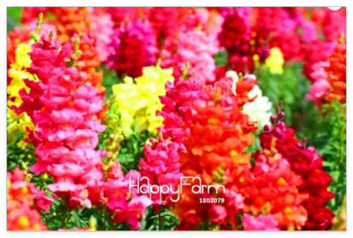 Fire Cracker Snap Dragon Plante Seeds, Colorful