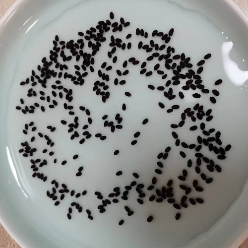 Nymphaea Ziy – Exclusive Bellfram® Hybrid Water Lily Seeds with Double Purple Blooms