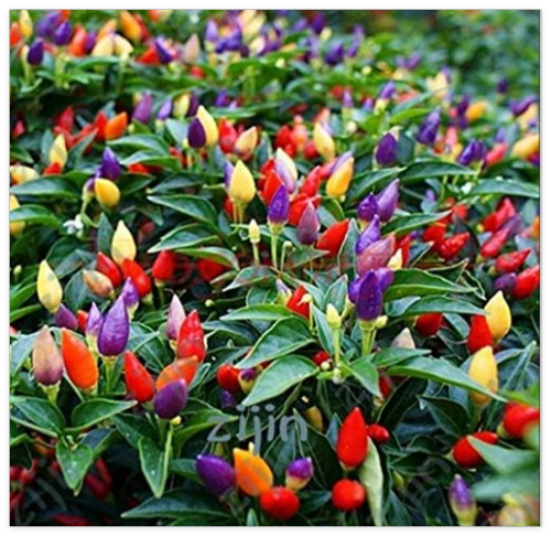 Capsicum Annuum Seeds Heirloom Thai Sun Hot Chili plants Vegetables Food Mini Hot Pepper Potted Seed