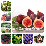 Fruit Figs Seed, Edible Sweet Fruit Seed Tree, Rare Red Fig Non-GMO Potted Plant