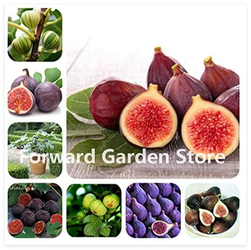 Fruit Figs Seed, Edible Sweet Fruit Seed Tree, Rare Red Fig Non-GMO Potted Plant