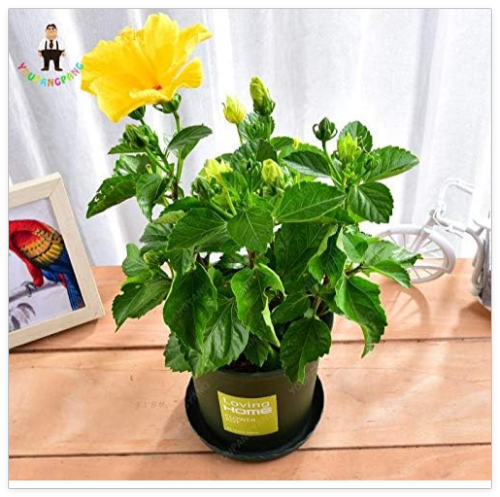 Hibiscus Flower Seed Giant Hibiscus Indoor Plants Flowers for Home Garden Easy to Grow