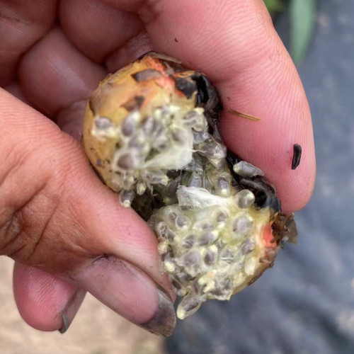 Nymphaea 'Mayla' Seeds