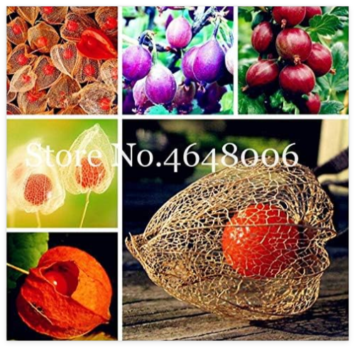 Currant Fruit American Gooseberry Seed Lantern Fruit Garden Cherry Physalis Pubescens Golden Strawberry Vegetable