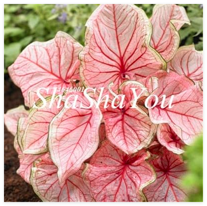 Imported Caladium Plant Perennial for The Garden & Home Beautify in Balcony Seed Decor - (Color: 23)