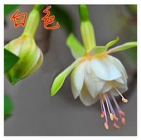 Fuchsia Seeds, Milky White Double Flowers
