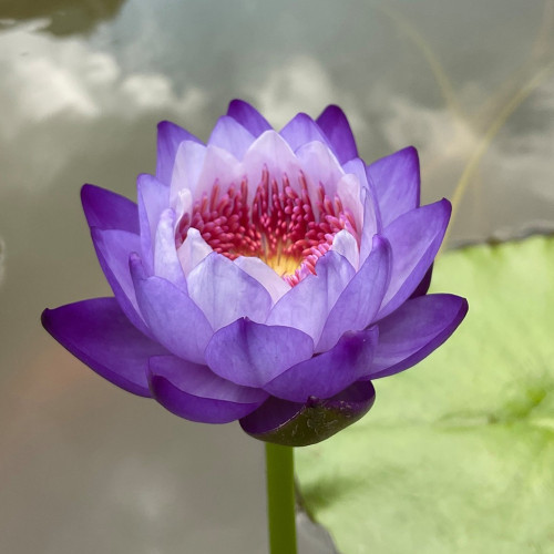 Nymphaea Ziy – Exclusive Bellfram® Hybrid Water Lily Seeds with Double Purple Blooms