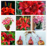 Red Lily Bulbs Flower Indoor Plant Radiation Absorption Natural Growth Seed Flower