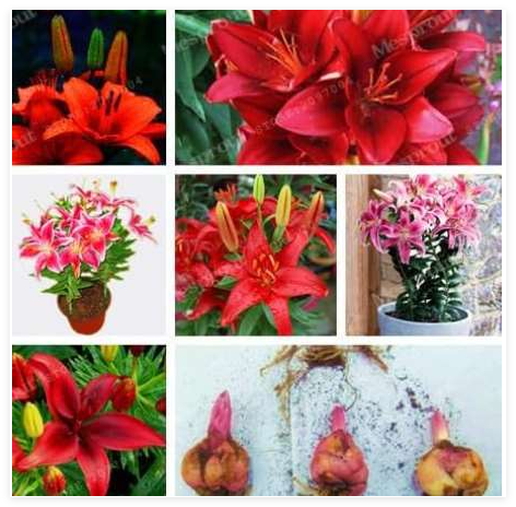 Red Lily Bulbs Flower Indoor Plant Radiation Absorption Natural Growth Seed Flower