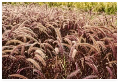 Imported Pennisetum Alopecuroides Seed Ornamental Plant for Home Garden Perennial Potted Panting Easy to Grow