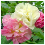 Mixed Colors Hibiscus Plant China's Flower Seeds (Color 2)