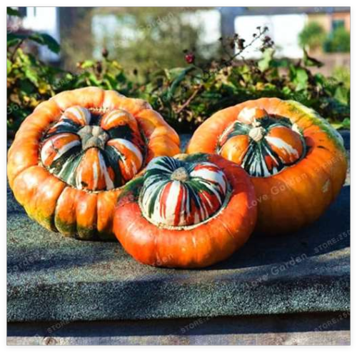 Home Grown Decorative Pumpkin Seed Heirloom Vegetable Seed Cucurbita Pepo Turkish Turban Pumpkin Seed Garden Plant