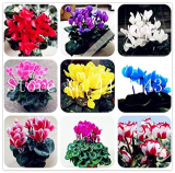 Cyclamen Flower Seeds, Mixed