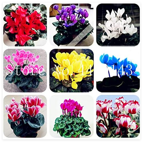 Cyclamen Flower Seeds, Mixed