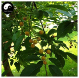 Prunus Padus Tree Semente 20pcs Plant Padus Racemosa for Chou Li
