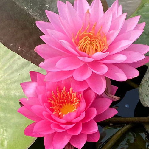 Nymphaea 'Mayla' Seeds