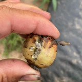 Nymphaea 'Mayla' Seeds