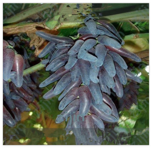 Grape fruit tree garden Seed, Non-GMO Organic fruit Tasty grape vine plant Gift for Child