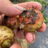 Nymphaea 'Mayla' Seeds