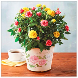 Miniature Rose Seed (Color Mixed)