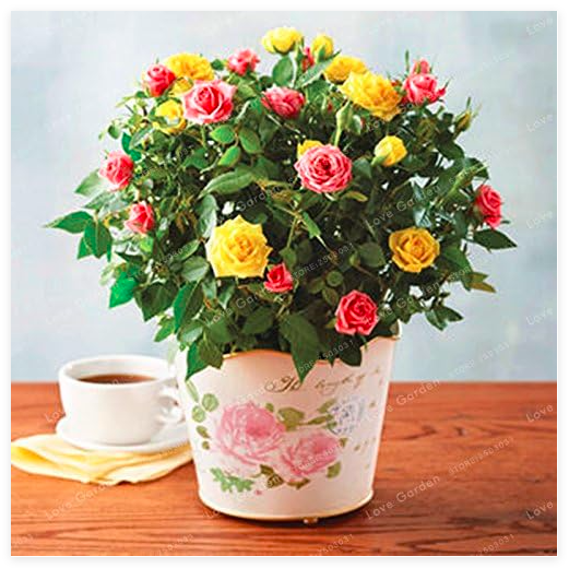 Miniature Rose Seed (Color Mixed)