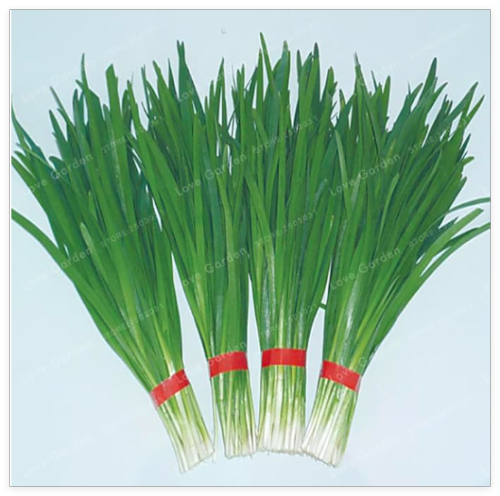 Chinese Chive Seed Garden Potted Leek Plants Seed