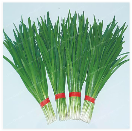 Chinese Chive Seed Garden Potted Leek Plants Seed