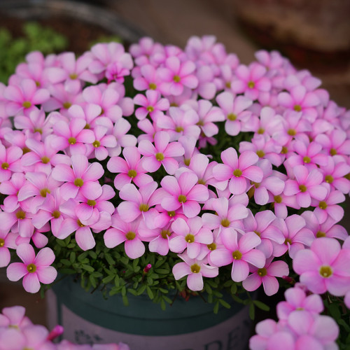 Oxalis Glabra Series Bulb - 'Watercolor', Pack of 10 Bulbs