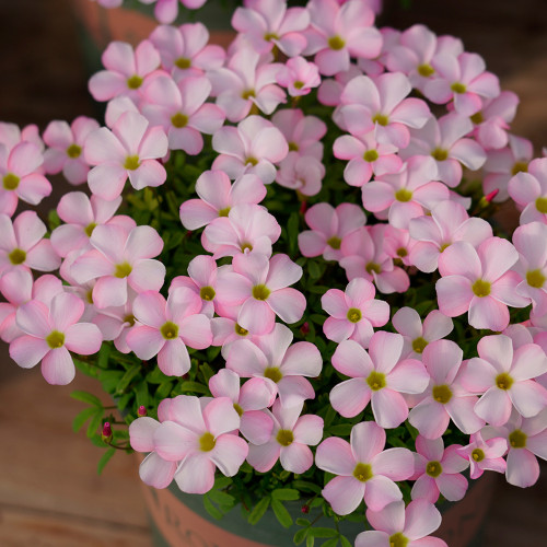 Oxalis Glabra Series Bulb - 'Pink Veil', Pack of 10 Bulbs