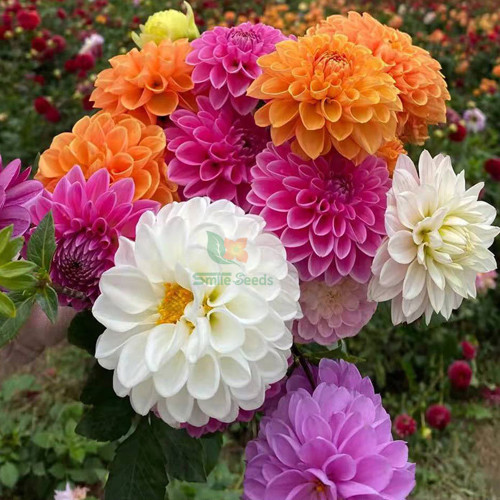 Mixed-Color Double-Petal Dahlia Seeds – Large Blooms, Perennial Herb, Easy to Grow