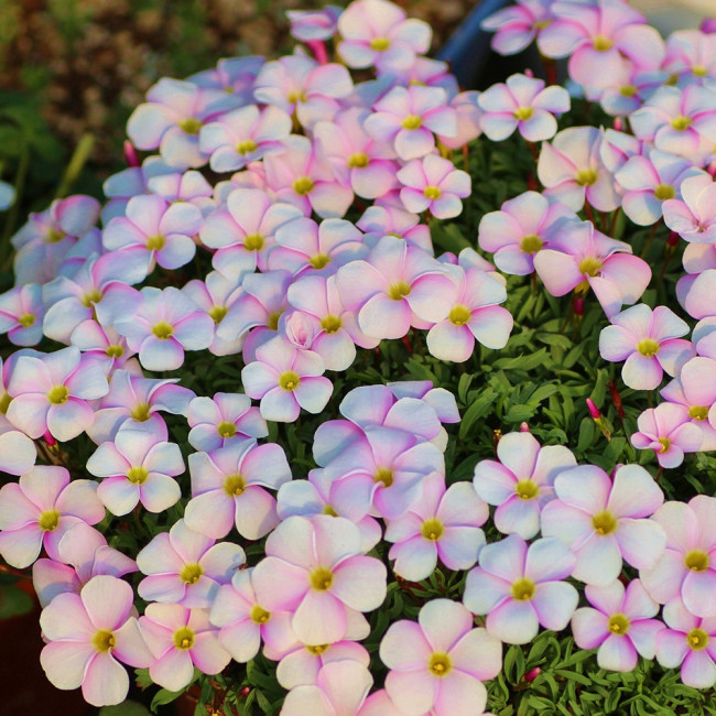 Oxalis Glabra Series Bulb - 'Pinky White', Pack of 20 Small Bulbs