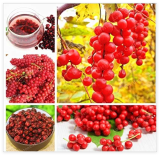 Schisandra Seed Tree Fruit Bonasi Tree for Home Garden Plant Chinese Magnolia Vine Edible Fruit Seed Potted