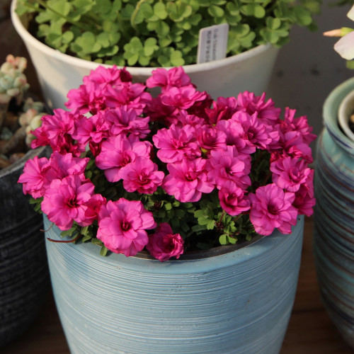 Oxalis Glabra Series Bulb - 'Double', Pack of 10 Bulbs