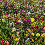 Mixed-Color Double-Petal Dahlia Seeds – Large Blooms, Perennial Herb, Easy to Grow