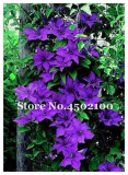 Climbing Clematis Seeds (Color 12)