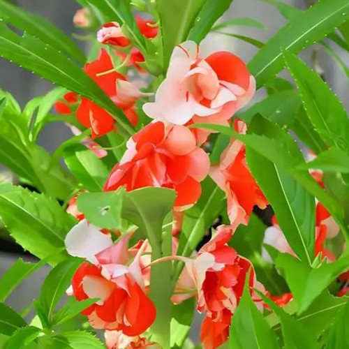 IMP05 Mixed Color Balsam Seeds - Bright & Beautiful Impatiens Balsamina for Stunning Gardens