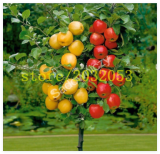 Apple Tree Dwarf Seed Apple Tree Mini Fruit for Home Garden Planting